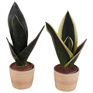 Sansevieria mix Ø09cm in Ø10cm Ceramic NT465