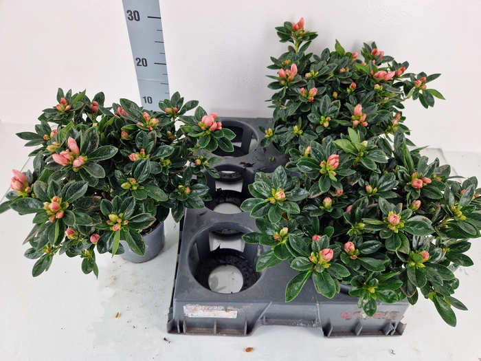 <h4>RHODO SI AIKO ROSE</h4>