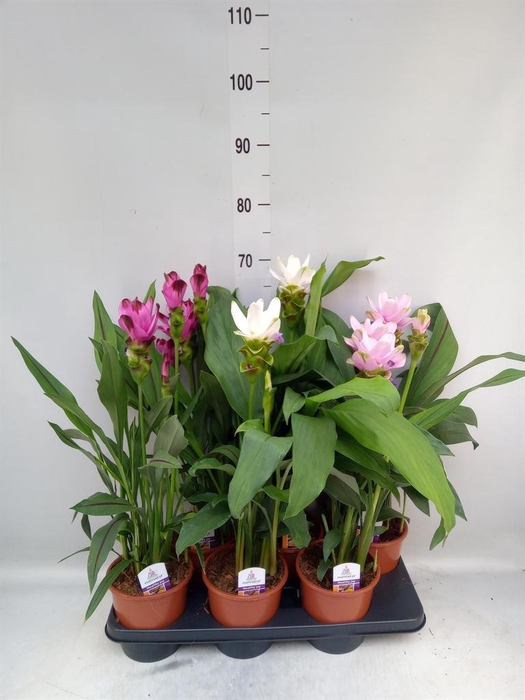 <h4>Curcuma   ...mix</h4>