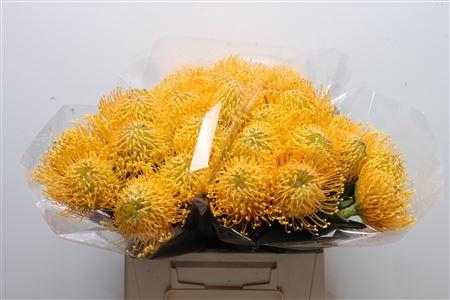 <h4>Leuco Catherina</h4>