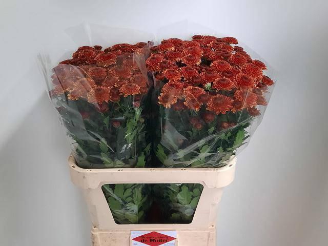 <h4>CHR S FIREBALL</h4>