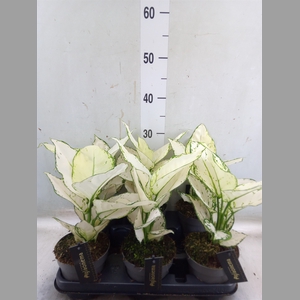 Aglaonema  'White Joy'