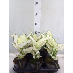 Aglaonema  'White Joy'
