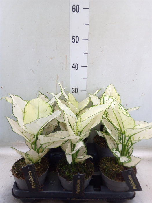 <h4>Aglaonema  'White Joy'</h4>