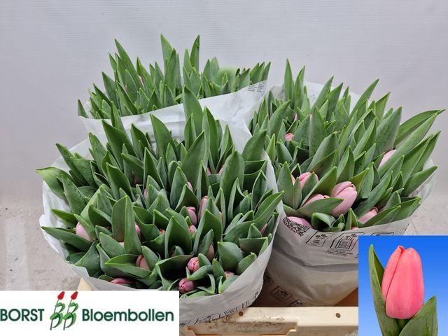 <h4>Tu En Tresor</h4>