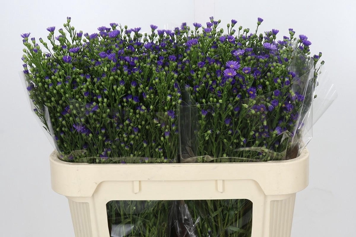 <h4>Aster Casamare</h4>