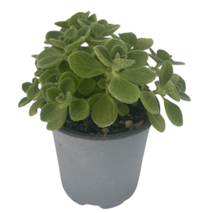 Origanum vulgare 'Compactum'