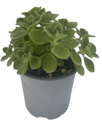 <h4>Origanum vulgare 'Compactum'</h4>