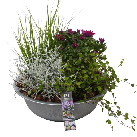 <h4>PTSO7225 Arrangementen Tuinplanten</h4>