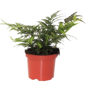 Rumohra Adiantiformis 'Variegata' (Winterhard)