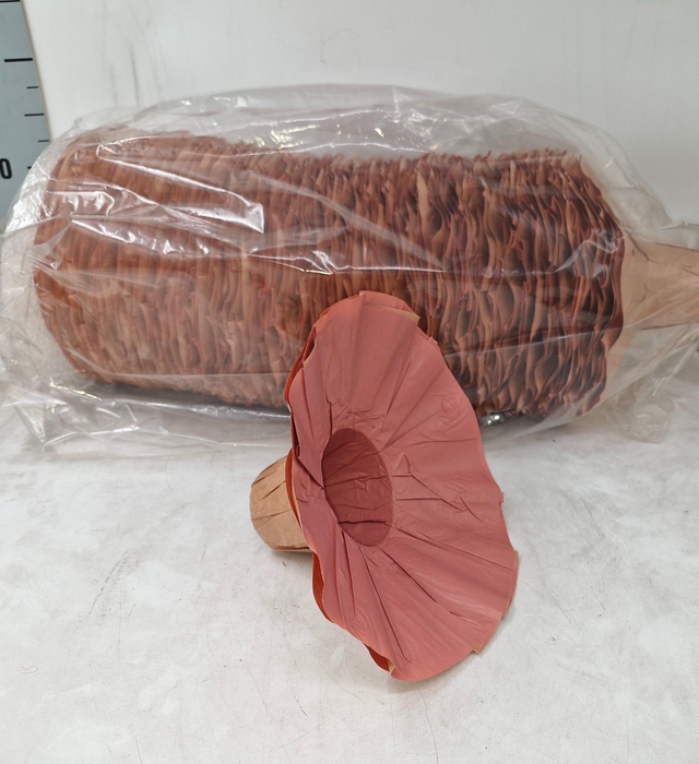 <h4>BOEKETHOUDER H%</h4>