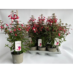 FUCHSIA B F EVITA