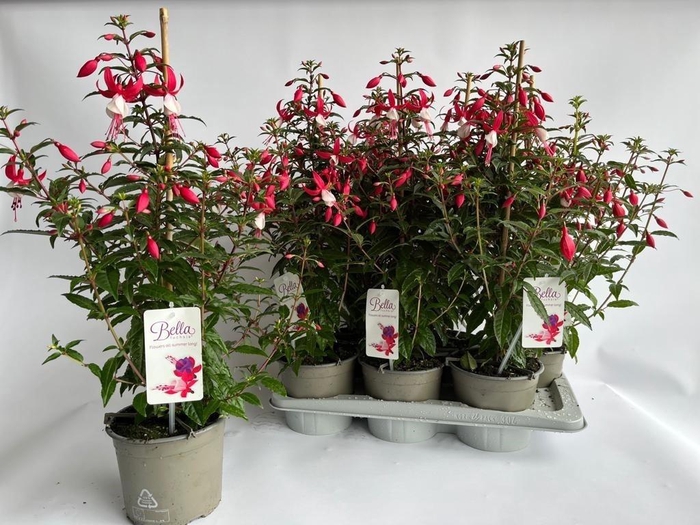 <h4>FUCHSIA B F EVITA</h4>