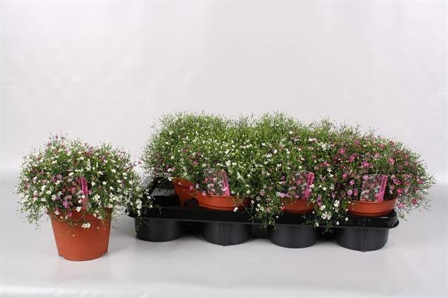 <h4>GYPS MURALIS GEM POT</h4>