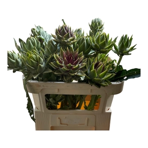 CYNARA SC GREEN GLOB