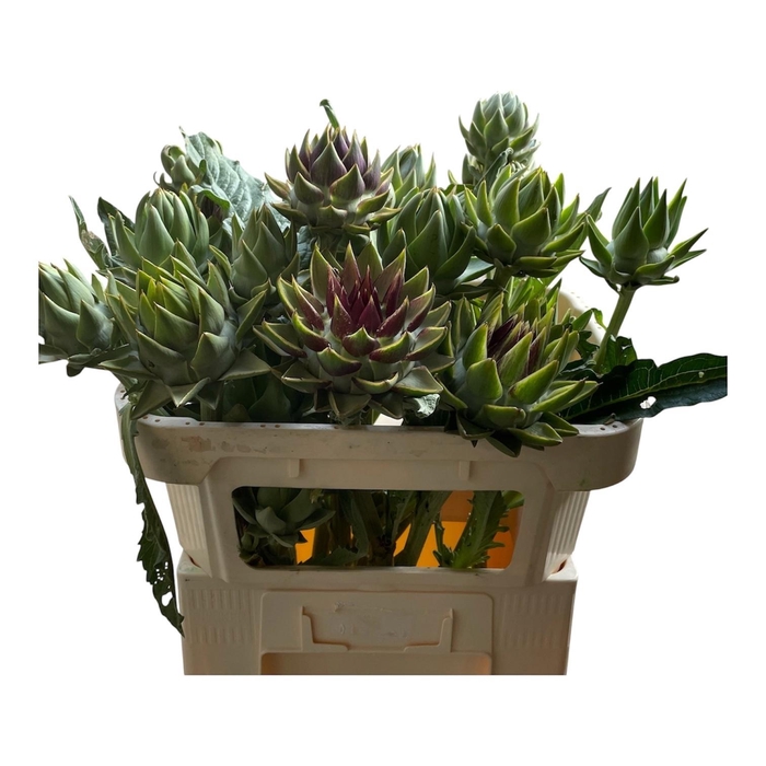 <h4>CYNARA SC GREEN GLOB</h4>