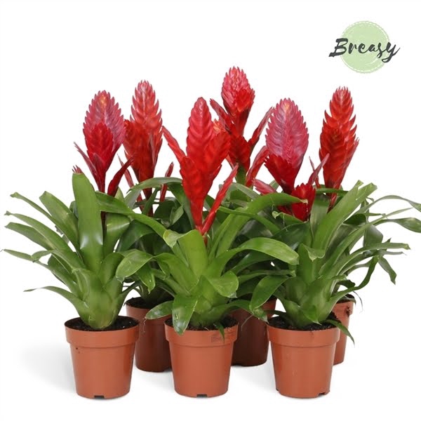 <h4>Vriesea Red</h4>