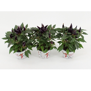 Capsicum Annuum 'Acapulco Purple'