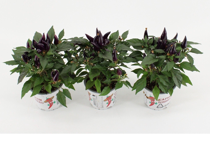 <h4>Capsicum Annuum 'Acapulco Purple'</h4>