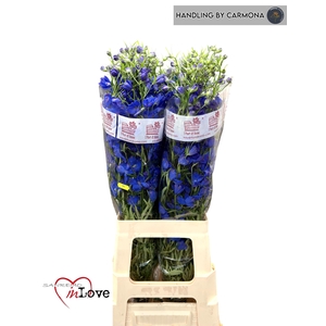 DELPH EN JENNY PEARL