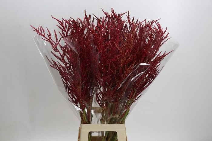 <h4>Bromelia Red Paloma</h4>