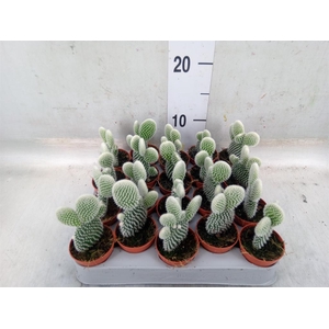 Opuntia microdasys 'Albispina'