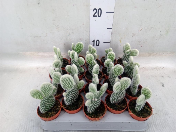 <h4>Opuntia microdasys 'Albispina'</h4>