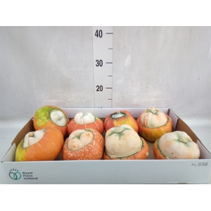 Cucurbita max. 'Turks Turban' mix