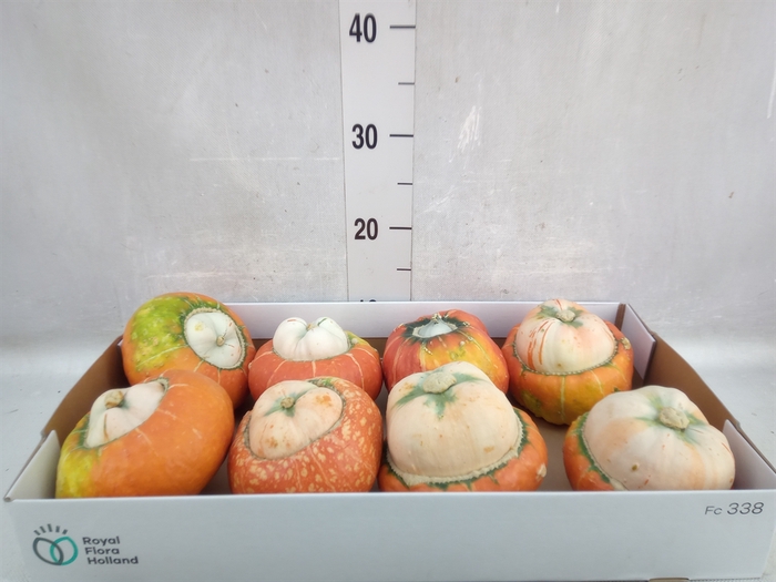 Cucurbita max. 'Turks Turban' mix