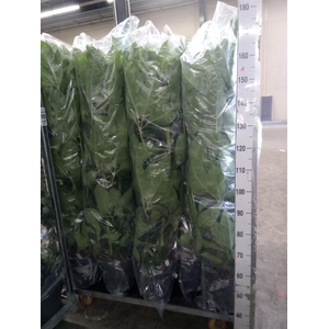 Schefflera actin. 'Amate'
