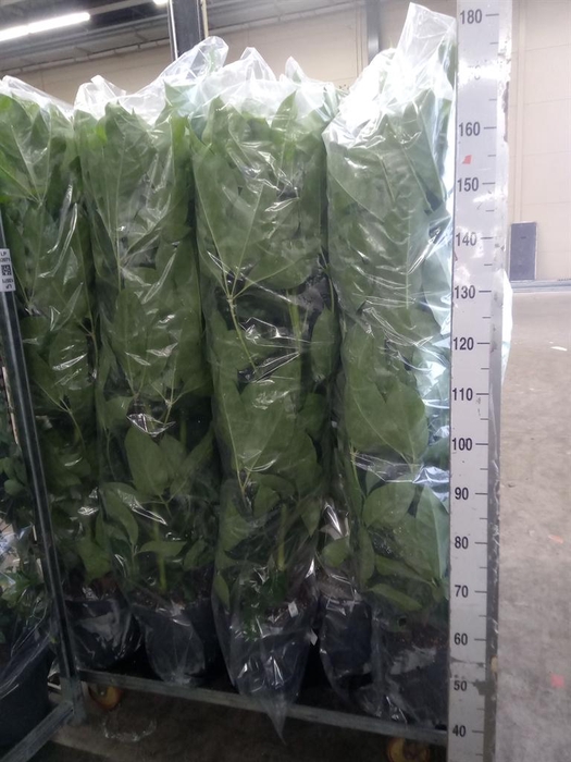 <h4>Schefflera actin. 'Amate'</h4>