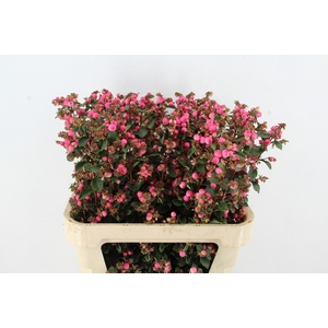 SYMPHO MAG RUBY FALL