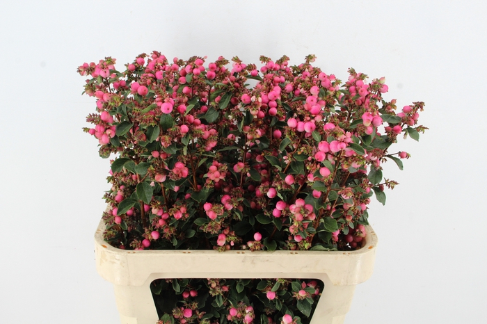 <h4>SYMPHO MAG RUBY FALL</h4>
