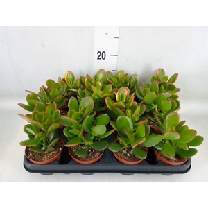 Crassula ovata 'Sunset'