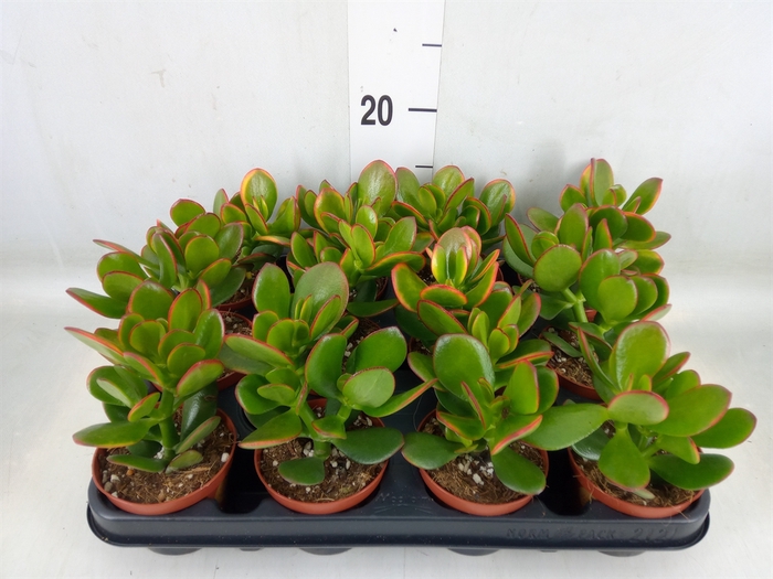 <h4>Crassula ovata 'Sunset'</h4>