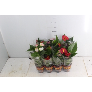 ANTHURIUM VARIADO P09