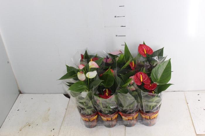 ANTHURIUM VARIADO P09