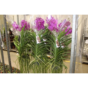 ORQUIDEA VANDA CESTA VAZADA