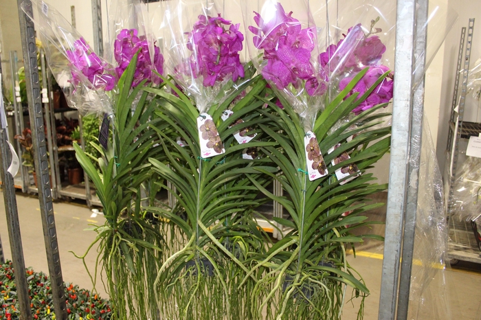 <h4>ORQUIDEA VANDA CESTA VAZADA</h4>