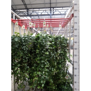 Hedera helix 'Pittsburgh'