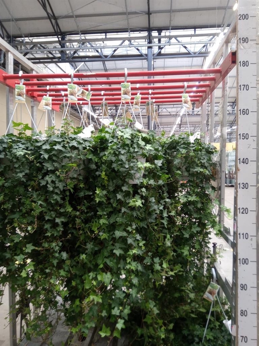 <h4>Hedera helix 'Pittsburgh'</h4>