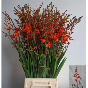 Crocosmia Red King