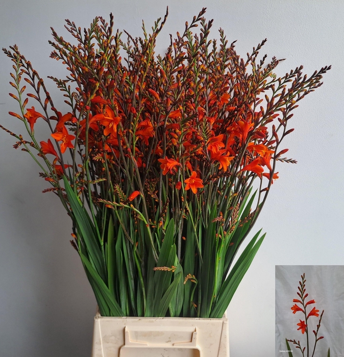 <h4>Crocosmia Red King</h4>