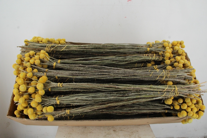 <h4>DF Craspedia (x10)</h4>