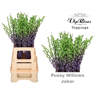 Salix paint pussy willow joker