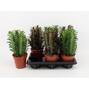 Euphorbia Trigona Gemengd (Rood/Groen)