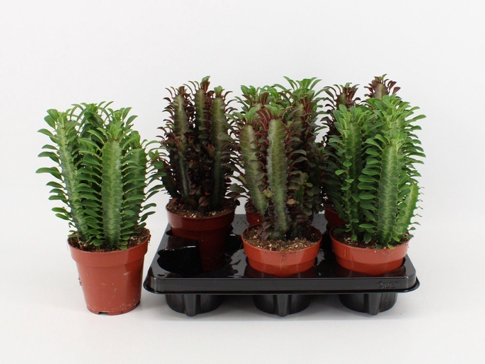 <h4>Euphorbia Trigona Gemengd (Rood/Groen)</h4>