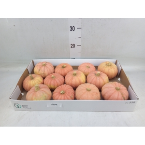 Cucurbita   ...