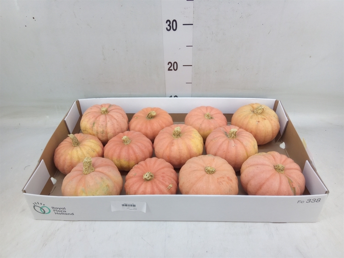 <h4>Cucurbita   ...</h4>