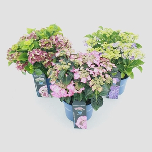 Hydrangea macr. Royalty Collection® MIX C5 (23cm.) Kn.